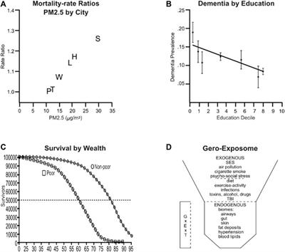 Air pollution, dementia, and lifespan in the socio-economic gradient of aging: perspective on human aging for planning future experimental studies